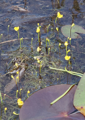 Utricularia