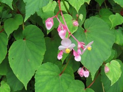 Begonia grandis