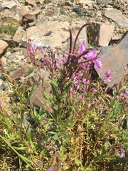 Chamaenerion colchicum