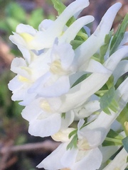 Corydalis solida