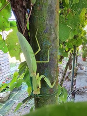 Hierodula transcaucasica
