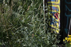 Atriplex oblongifolia