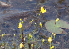 Utricularia