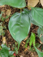 Lithocarpus taitoensis