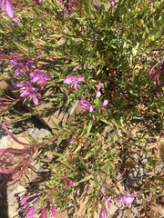 Chamaenerion colchicum