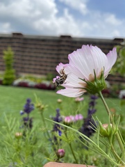 Misumenoides formosipes