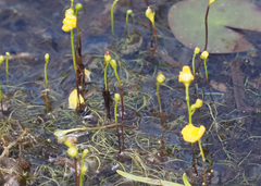 Utricularia