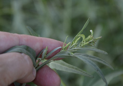 Atriplex oblongifolia