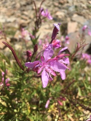 Chamaenerion colchicum