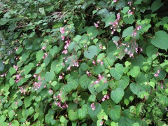 Begonia grandis