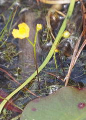 Utricularia
