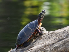 Chrysemys picta picta