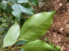 Lithocarpus taitoensis