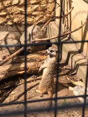 Suricata