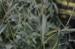 Atriplex oblongifolia