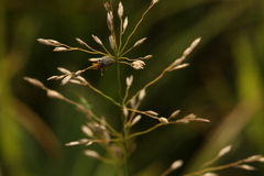 Galerucella nymphaeae