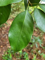 Lithocarpus taitoensis