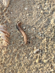 Pachyiulus flavipes