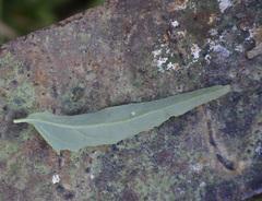 Atriplex oblongifolia