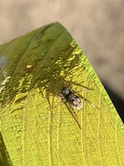 Arctosa perita