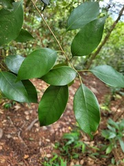 Lithocarpus taitoensis