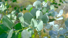 Codonocarpus cotinifolius