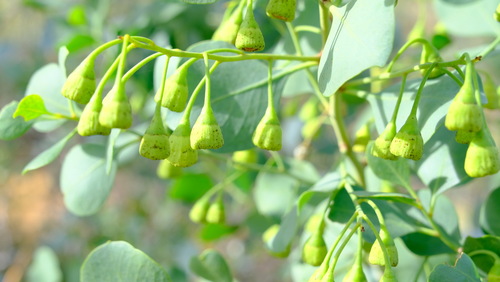 Image of Bell Fruit Tree (Codonocarpus cotinifolius) by (c) Peter Crowcroft, some rights reserved (CC BY)