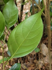 Lithocarpus taitoensis