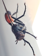 Cylindromyia bicolor