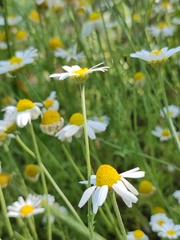 Anthemis ruthenica