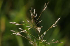 Galerucella nymphaeae