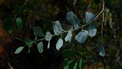 Codonocarpus cotinifolius