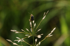 Galerucella nymphaeae