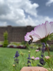 Misumenoides formosipes