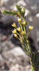 Struthiola eckloniana
