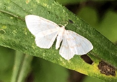 Hydrelia albifera