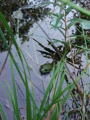 Pelophylax ridibundus