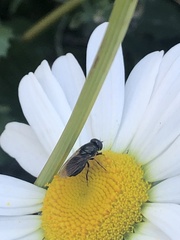 Brachycera