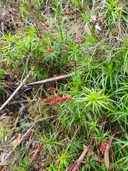 Dracophyllum secundum