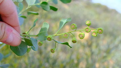 Codonocarpus cotinifolius