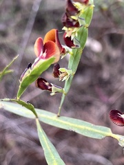 Bossiaea scolopendria