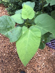 Catalpa