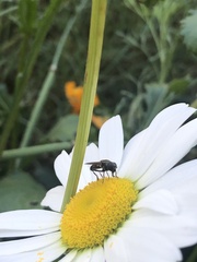 Brachycera