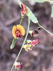 Bossiaea scolopendria