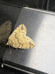 Hydriomena furcata