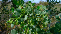 Codonocarpus cotinifolius