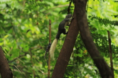Callosciurus finlaysonii