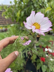 Misumenoides formosipes