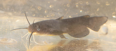 Ameiurus natalis