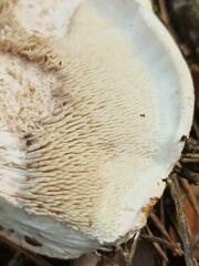 Phellodon fuligineoalbus